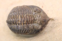 Minicryphaeus minimus - praguian - jbel Oufatene - Morocco