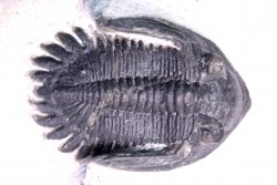 Mrakibina cattoi (Morzadec, 2001)  eifelian  jbel MRAKIB - Alnif - Morocco