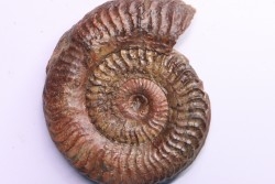 Grammoceras thouarsense - Toarcien - Belmont - FRANCE