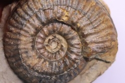 Hammatoceras insigne - Toarcien - region de Charolle, Brionnais - FRANCE