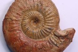 ERYCITES FALLIFAX - AALENIEN - Carriere Belmont - FRANCE