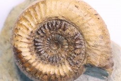 Nodicoeloceras crassoides - Toarcien - Brionnais, France