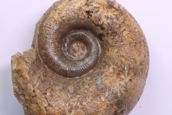 Lytoceras sublineatum   - middle  toarcian -  region de  Charolles, Brionnais - FRANCE