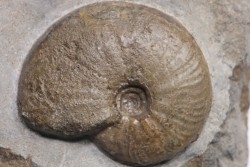 Gleviceras subguilbalianum - Sinémurien supérieur - Pulnoy,  FRANCE