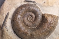 Lytoceras fimbriatum - Carixien - Ennery (57) FRANCE