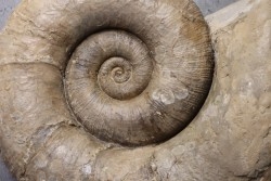 Lytoceras fimbriatum - Carixien - Fresnay le Puceux FRANCE