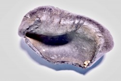 bulla tympani de baleine  mio-pliocene  Floride - USA