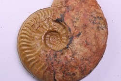 LEIOCERAS COMPTUM - AALENIAN - Carriere Belmont - LYON - FRANCE
