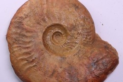 LEIOCERAS EVOLUTUM - AALENIAN - Carriere Belmont - LYON - FRANCE