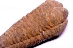 Colpocoryphe Rouaulti - Llandelien -  Britanny, FRANCE