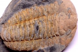 Colpocoryphe Rouaulti - Llandelien -  Britanny, FRANCE