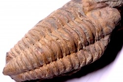 trilobite de Bretagne: Colpocoryphe Rouaulti - Llandelien - Laillé, Guichen (35) - FRANCE