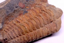 trilobite de Bretagne: Colpocoryphe Rouaulti - Llandelien - Laillé, Guichen (35) - FRANCE