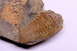Colpocoryphe Rouaulti - Llandelien -  Britanny, FRANCE