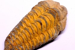 Colpocoryphe Rouaulti - Llandelien -  Britanny, FRANCE