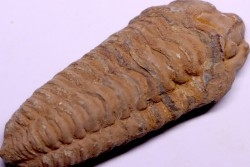 Colpocoryphe Rouaulti - Llandelien -  Britanny, FRANCE