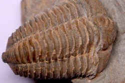 Colpocoryphe Rouaulti - Llandelien -  Britanny, FRANCE