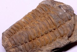 Colpocoryphe Rouaulti - Llandelien -  Britanny, FRANCE