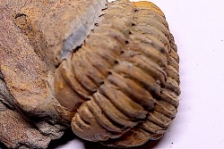 Colpocoryphe Rouaulti - Llandelien -  Britanny, FRANCE