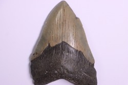 9.9 cm !! - dent de requin: CARCHARODON MEGALODON