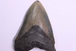 11.8 cm !! - dent de requin: CARCHARODON MEGALODON