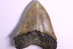 shark teeth: CARCHARODON MEGALODON