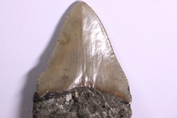 9.2 cm !! - dent de requin: CARCHARODON MEGALODON