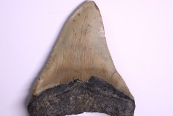14.7 cm !! - dent de requin: CARCHARODON MEGALODON