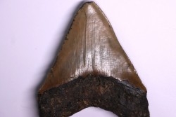 12.7 cm !! - dent de requin: CARCHARODON MEGALODON