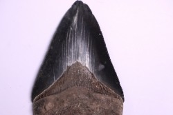 10.2 cm !! - dent de requin: CARCHARODON MEGALODON