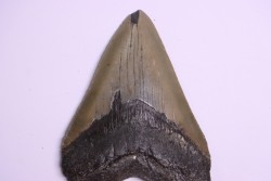 shark teeth: CARCHARODON MEGALODON
