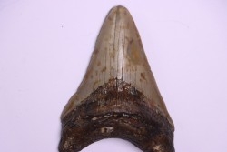 shark teeth: CARCHARODON MEGALODON