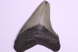 9.2 cm !! - dent de requin: CARCHARODON MEGALODON