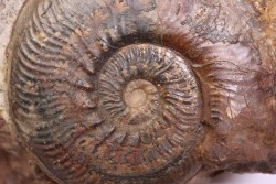 Phlyseogrammoceras dispansum -  TOARCIAN  - Carriere Belmont - LYON - FRANCE