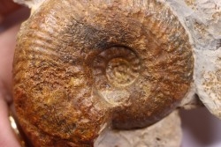 Hammatoceras insigne - Toarcien - region de Charolle, Brionnais - FRANCE