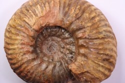 Hammatoceras insigne - Toarcien - region de Charolle, Brionnais - FRANCE