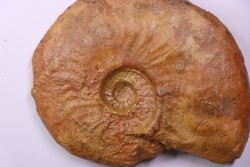 LEIOCERAS COMPTUM - AALENIAN - Carriere Belmont - LYON - FRANCE