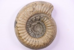 Catacoeloceras crassum - Toarcien - region de Charolle, Brionnais