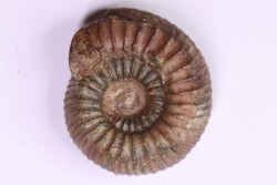 Catacoeloceras dumortieri - Toarcien - Brionnais, France