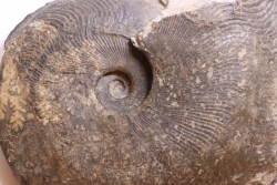 Harpoceras subplanatum - TOARCIEN - Charolle - FRANCE