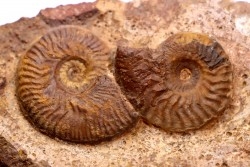 Pleydellia aalensis and pleurotomaria sp. - toarcien - La Verpillere , FRANCE