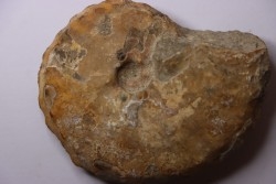 Baroissiceras Onilahyense (Basse, 1947) - coniacien - region de Atsimo Andrefana - MADAGASCAR