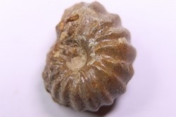rare salaziceras salazacense - Albian  - Penzesgyor, HUNGARY