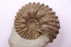 Hoplites benetianus - albien moyen - ancienne carrière Courcelles - Aube - France