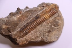 oxybeloceras meekanum - Campanien sup - Pierre Shale Fmt,  Buffalo gap, Dakota du sud - USA