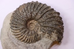 Hoplites dentatus - albien moyen - ancienne carrière Courcelles - France