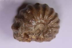 RARE salaziceras salazacense - Albien - Penzesgyor, Hongrie