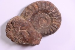 Juvenites septentrionalis  trias inférieur  Thaynes formation  Elko county, Nevada, USA