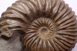 Hoplites dentatus - middle albian - courcelles quarry - Troyes - France