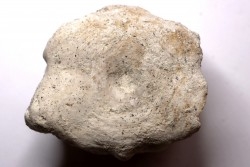 vertebre de BASILOSAURUS